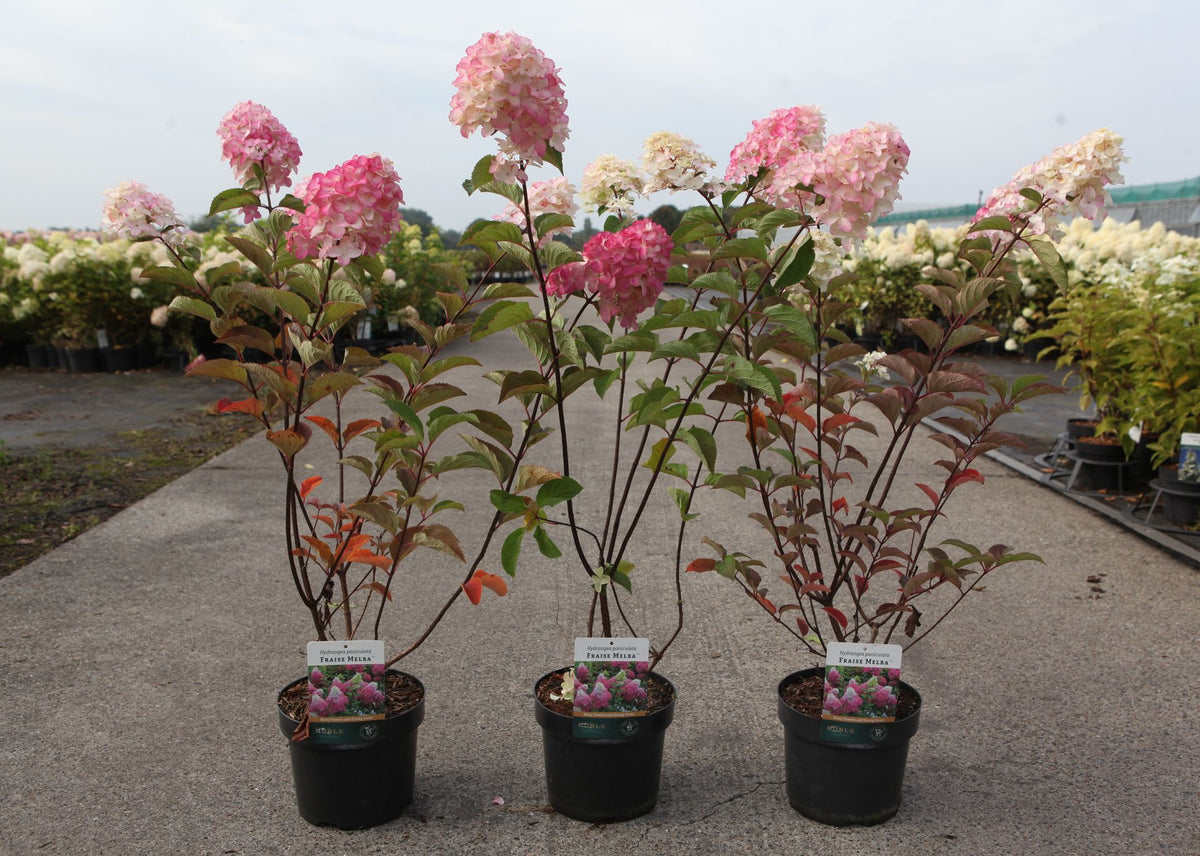 Hydrangea paniculata ‘Fraise Melba’ (PBR) flowering shrub with pink and cream cone-shaped blooms and red-tinted foliage, ideal for garden borders