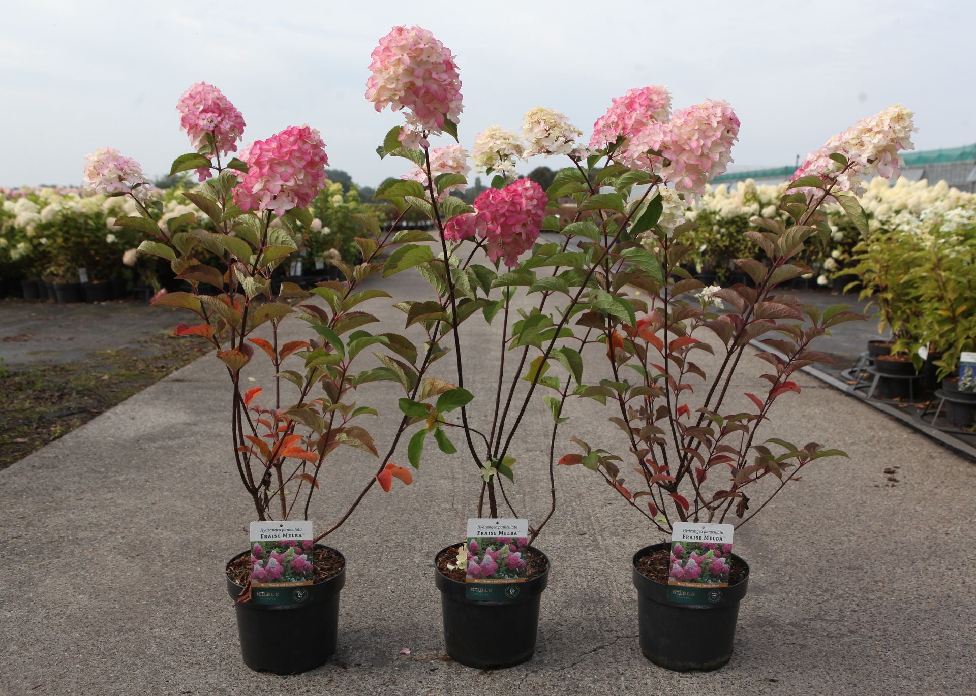 Hydrangea paniculata ‘Fraise Melba’ (PBR) flowering shrub with pink and cream cone-shaped blooms and red-tinted foliage, ideal for garden borders