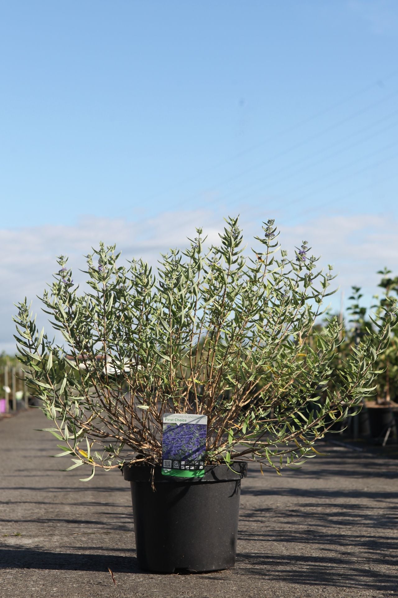 Caryopteris clandonensis 'First Choice'