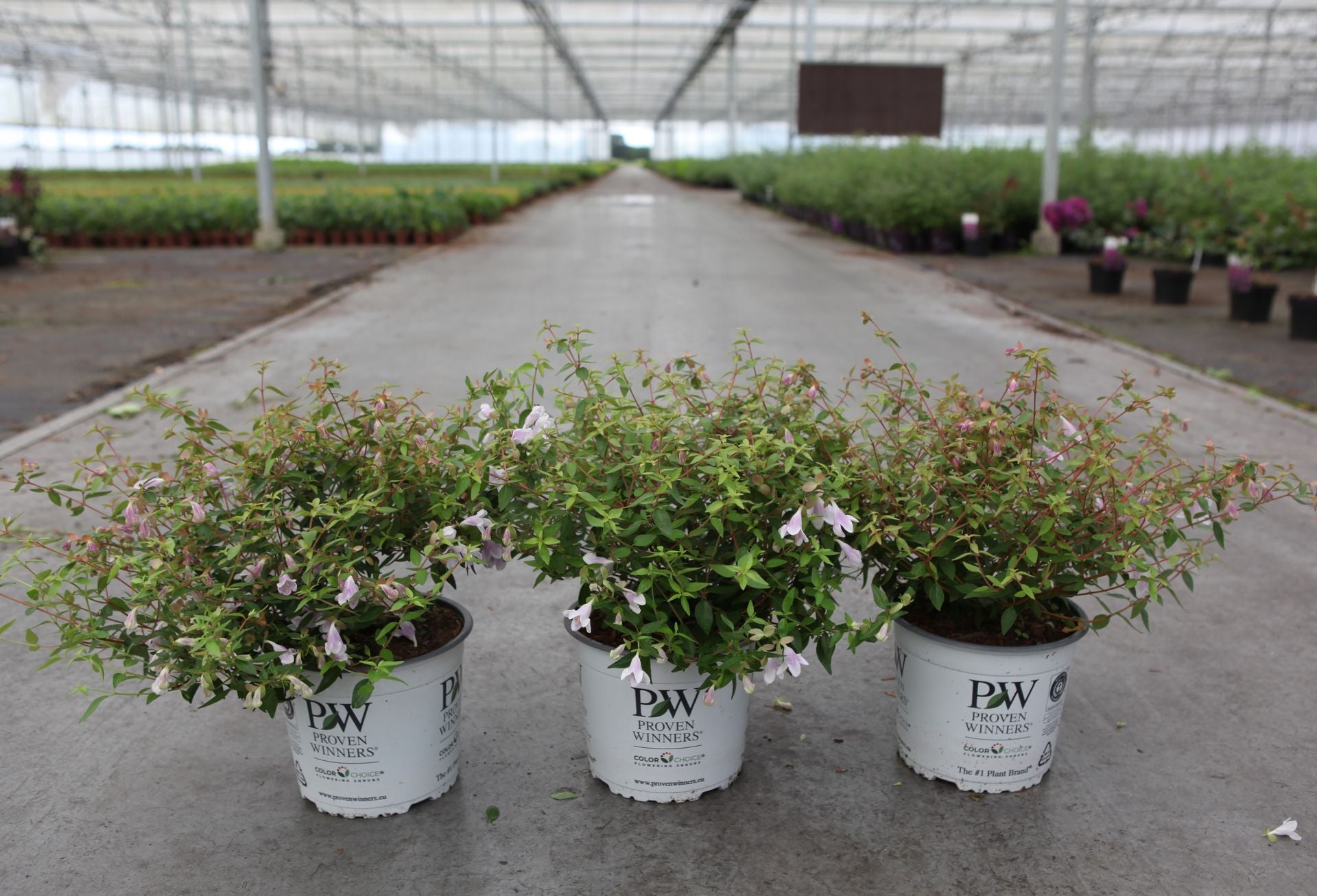 Abelia Proven Winners© PINKY BELLS (PBR)