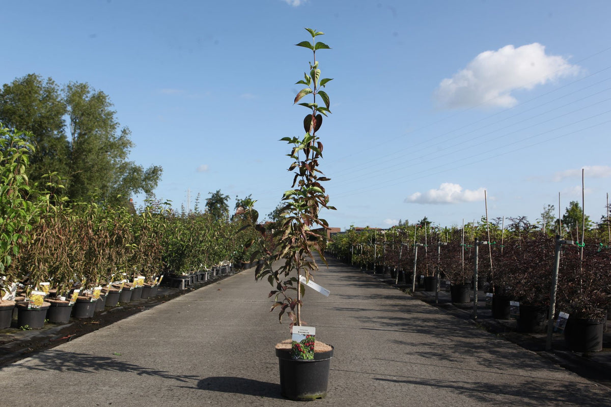 Cornus mas
