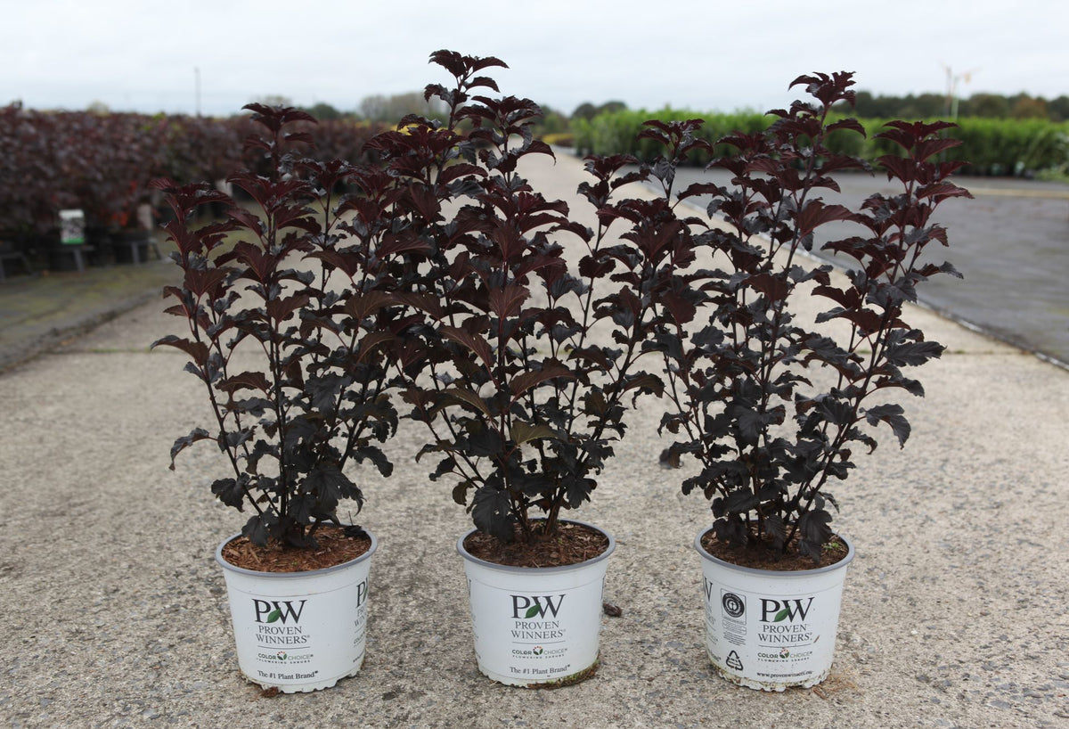 Physocarpus opulifolius Proven Winners© SUMMER WINE BLACK