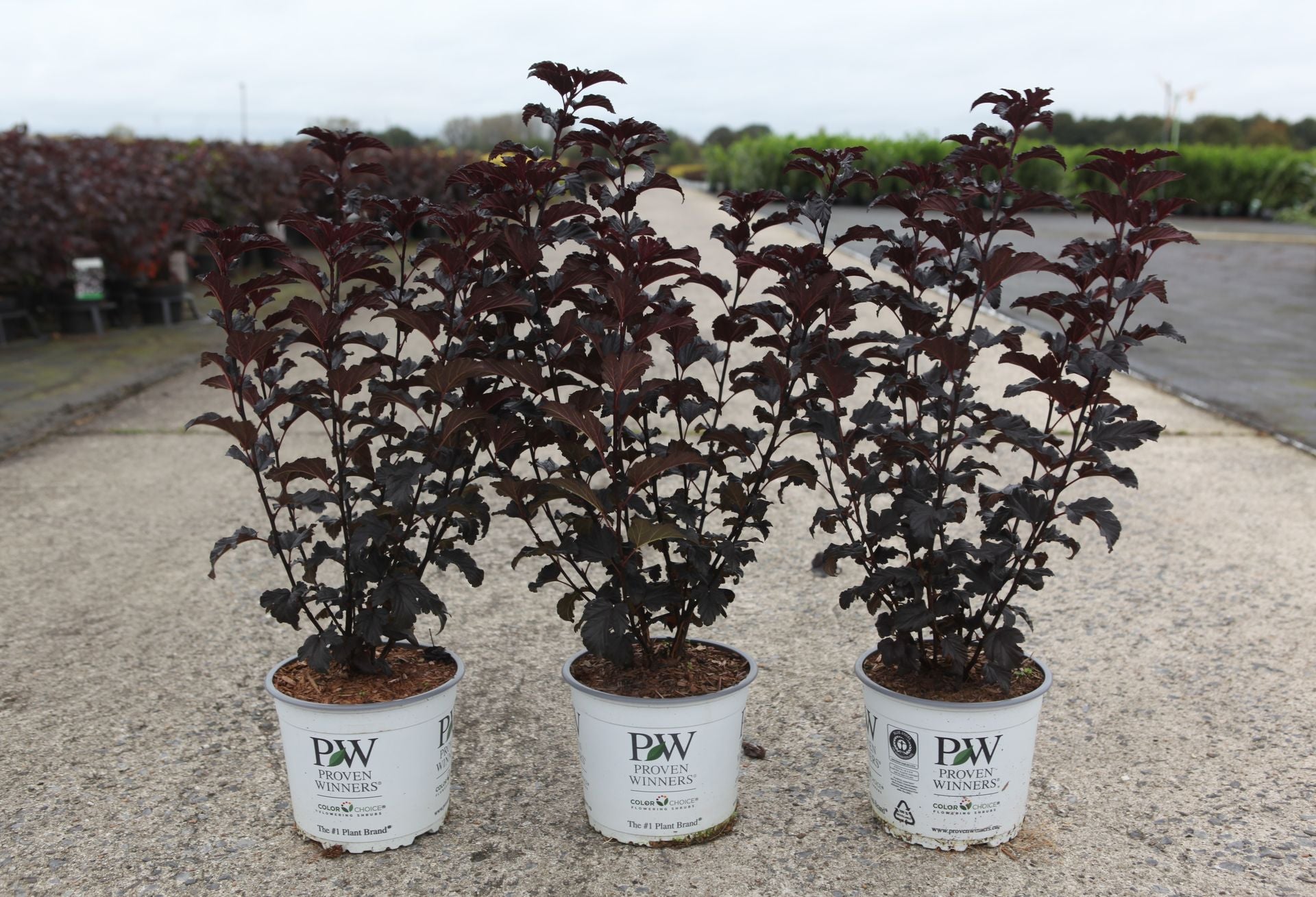Physocarpus opulifolius Proven Winners© SUMMER WINE BLACK