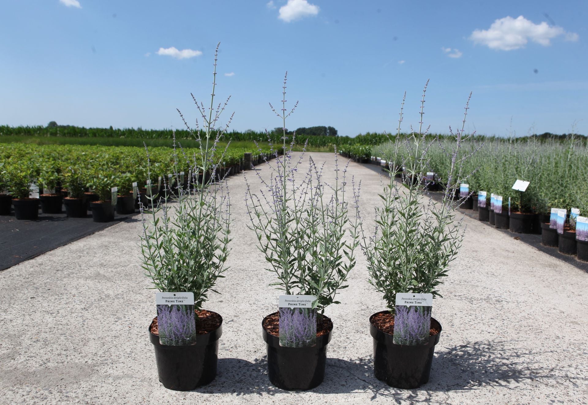 Perovskia atriplicifolia 'Prime Time' (PBR)