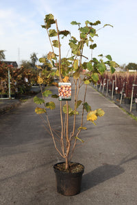 Corylus 'Merveille de Bollwiller'