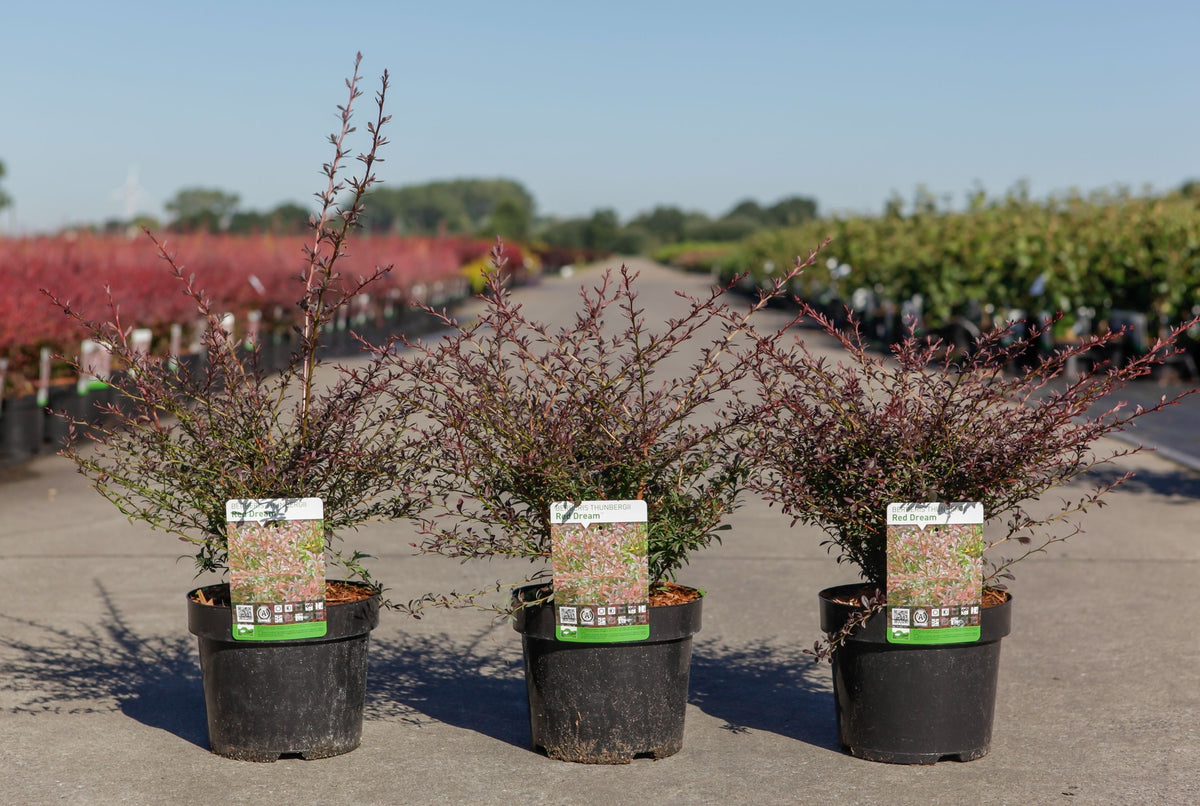 Berberis thunbergii 'Red Dream' (PBR)