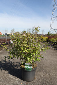 Deutzia pulchra