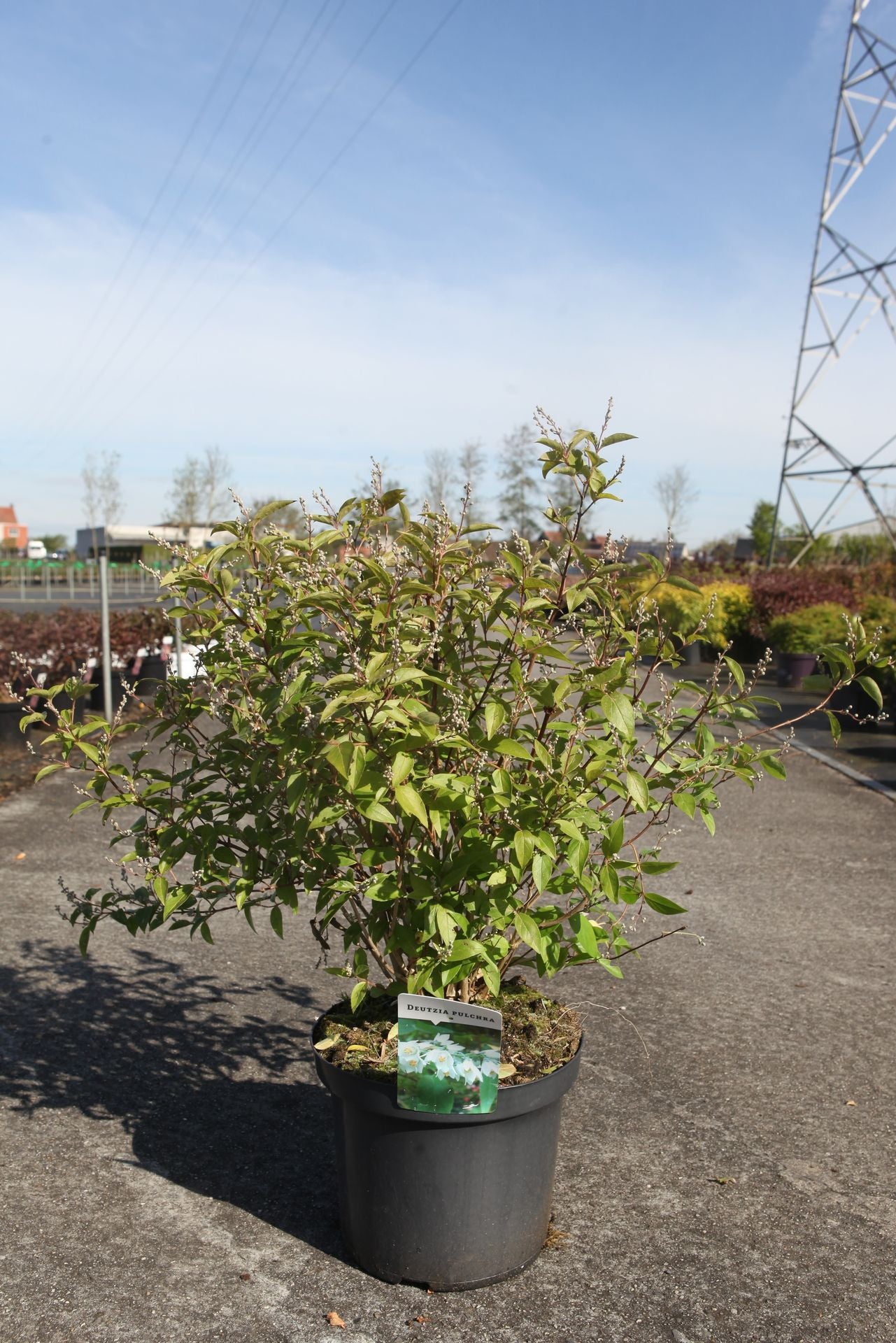 Deutzia pulchra