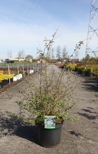 Deutzia monbeigii