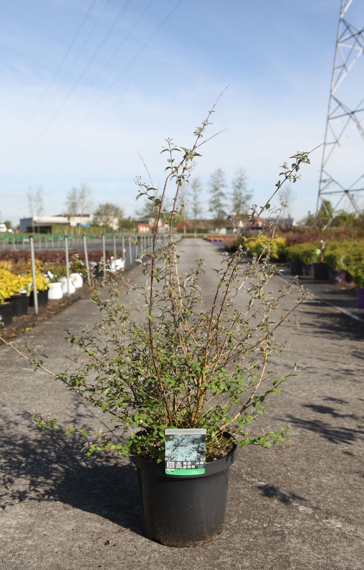 Deutzia monbeigii