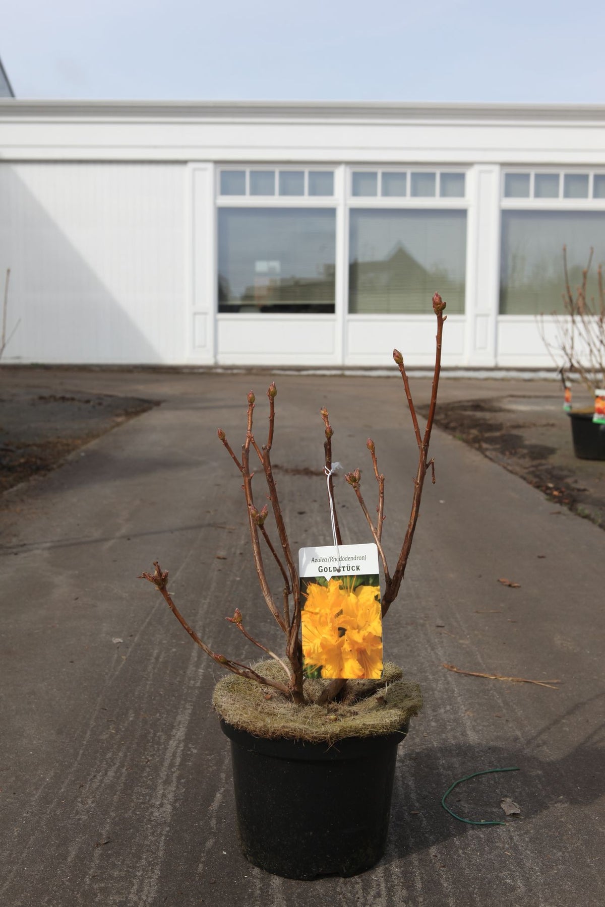 Azalea 'Goldstück'