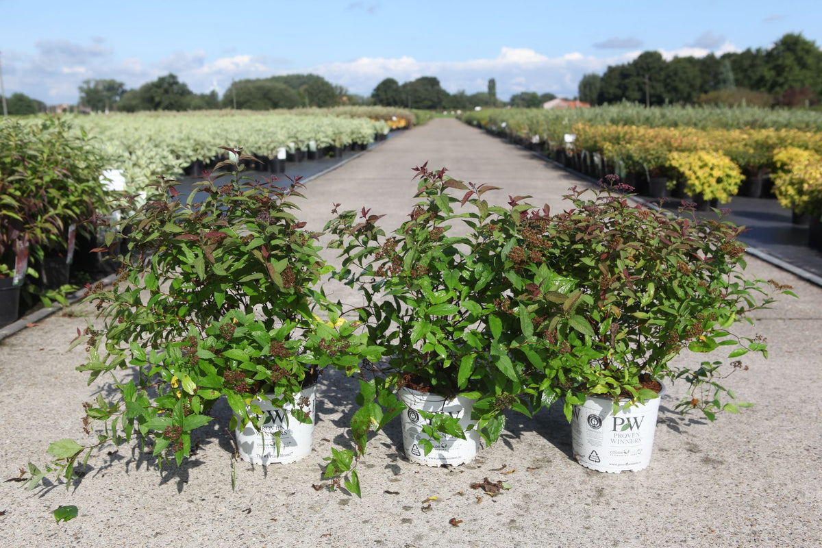 Spiraea japonica Proven Winners© DOUBLE PLAY© RED