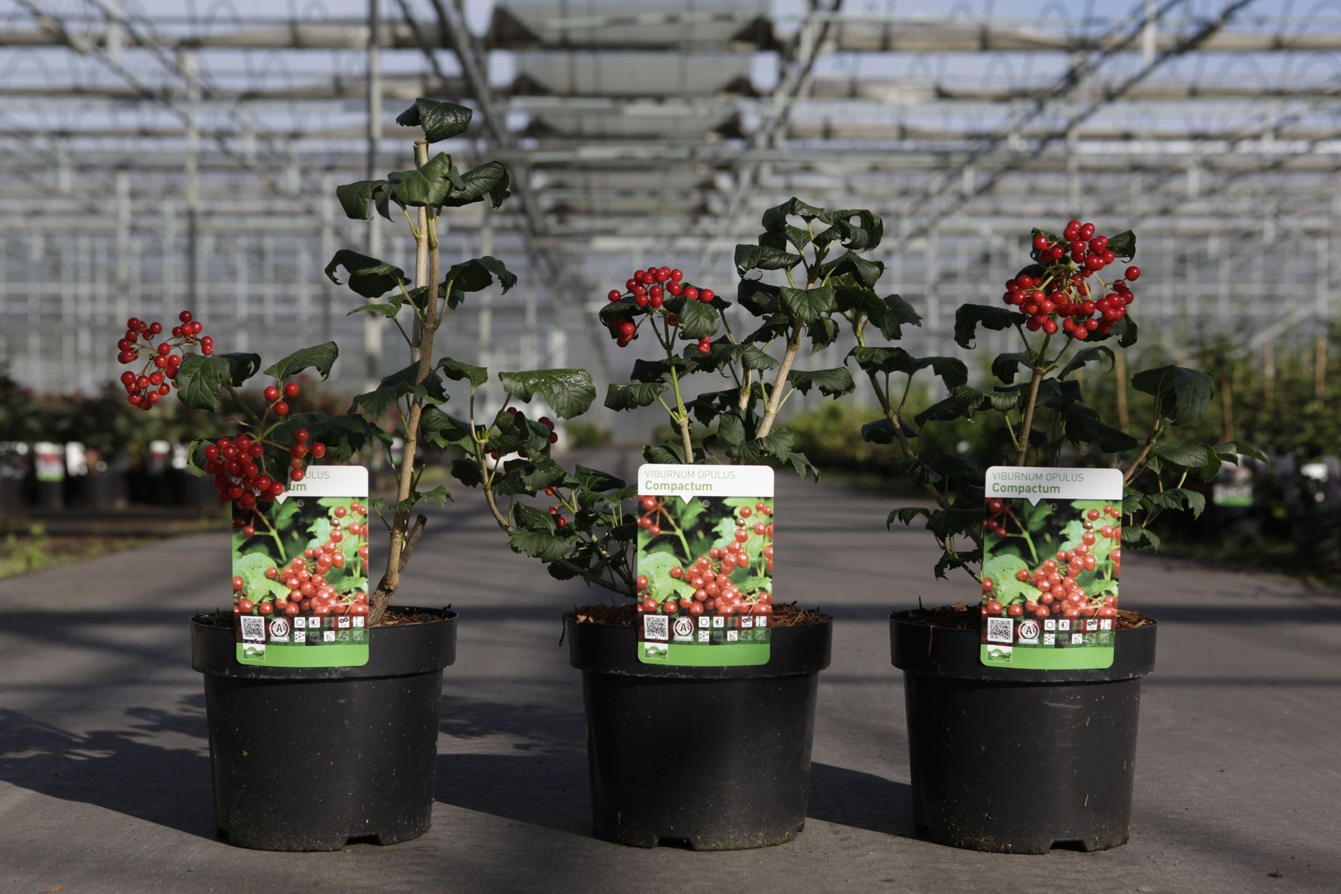 Viburnum opulus 'Compactum'