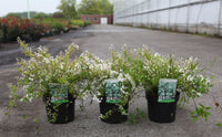Deutzia gracilis 'Nikko'