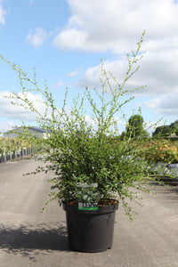 Ceanothus thyrsiflorus 'Millerton Point'