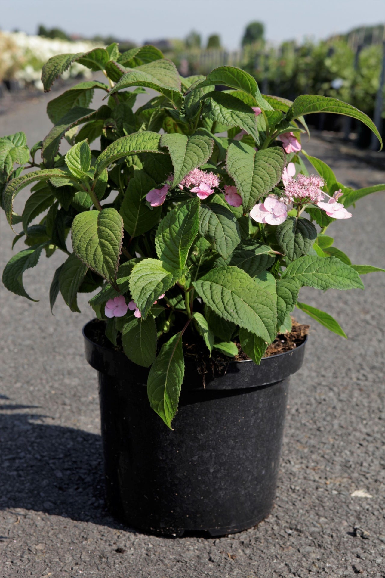 Hydrangea serrata ‘Veerle’ (PBR) flowering plant in pot, pink lacecap hydrangea with lush green foliage for shaded garden borders and containers