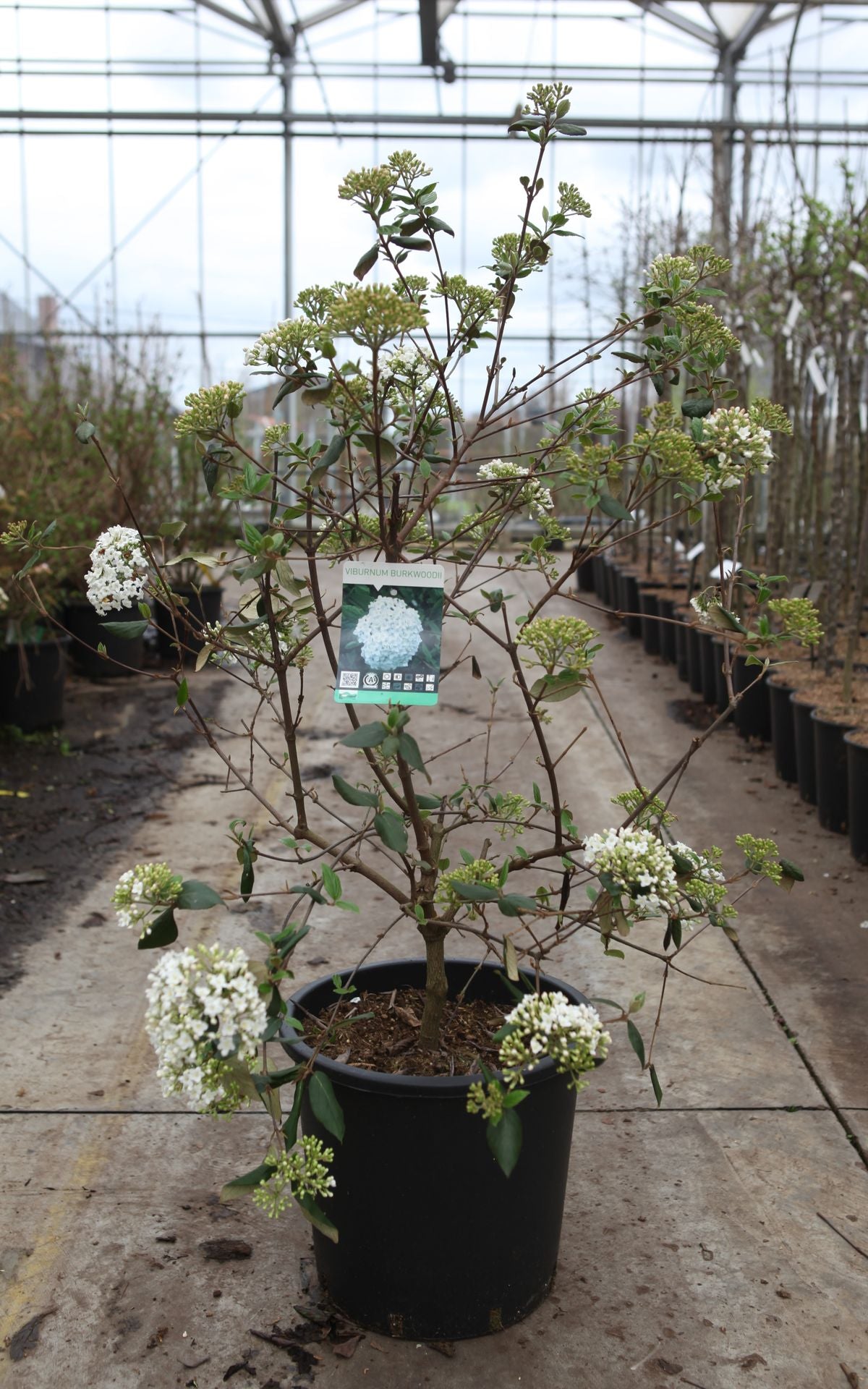 Viburnum burkwoodii