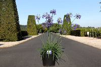Agapanthus 'Winter Storm' (PBR)