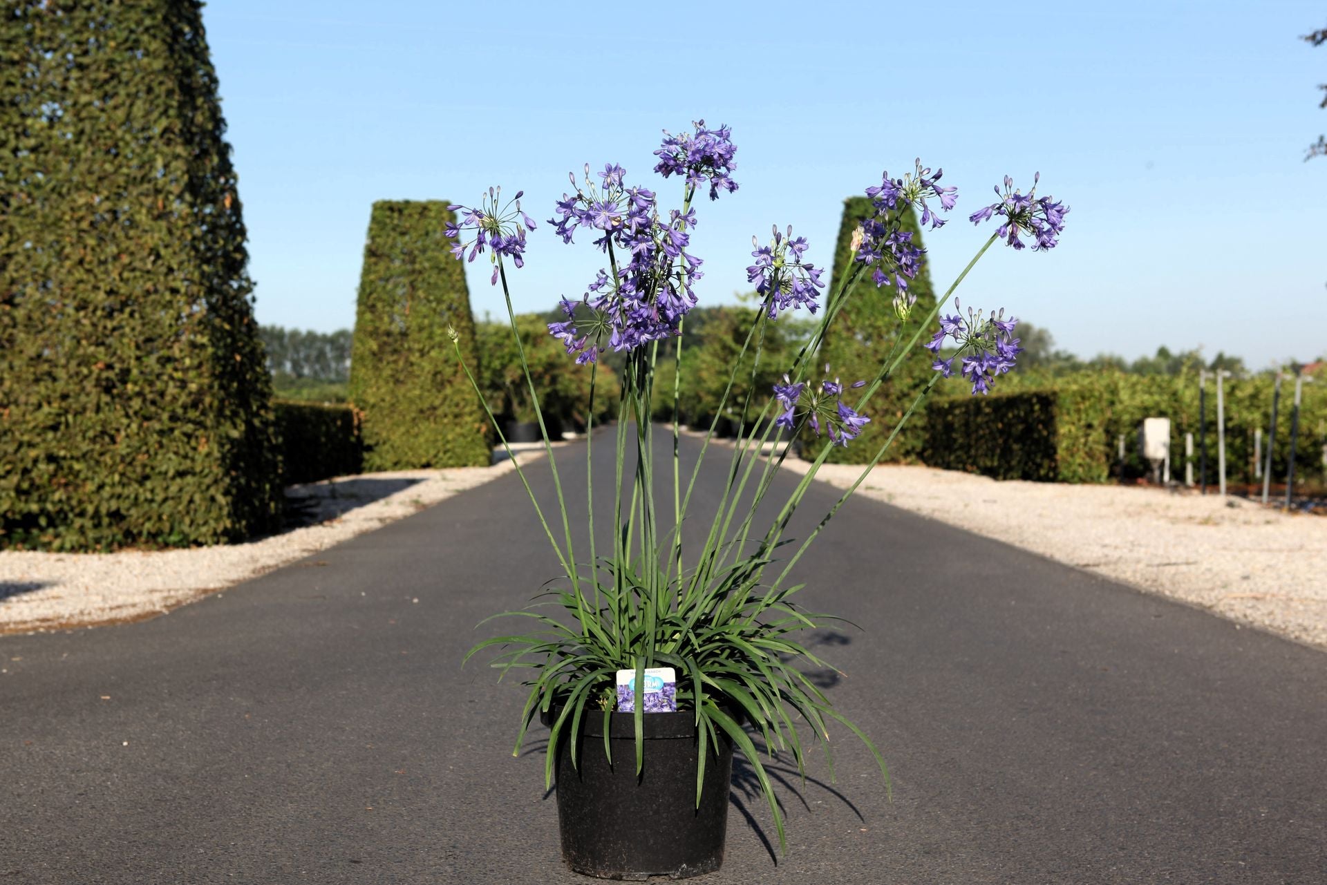 Agapanthus 'Winter Storm' (PBR)