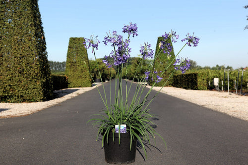 Agapanthus 'Winter Storm' (PBR)