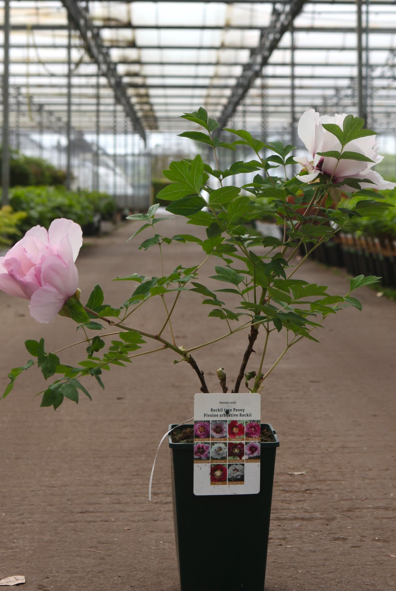 Paeonia rockii 'Fen Xi Shi'
