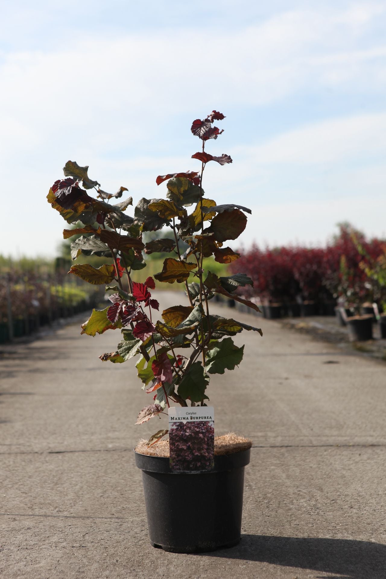 Corylus maxima 'Purpurea'
