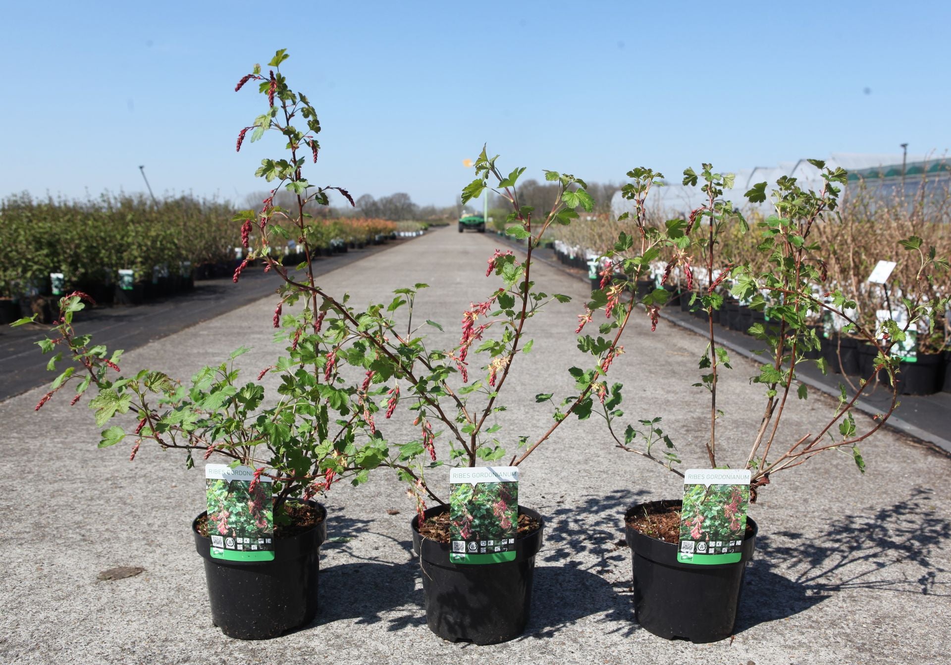 Ribes gordonianum