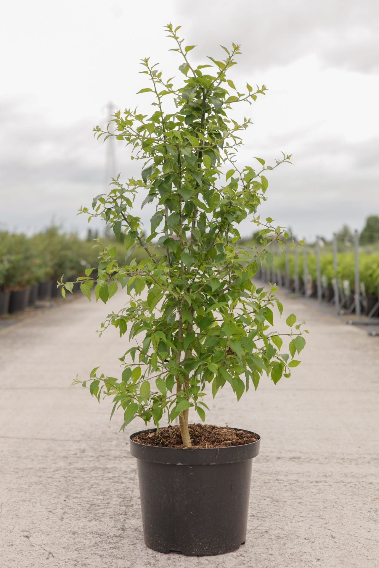 Maclura pomifera