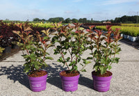 Physocarpus opulifolius First Editions© AMBER JUBILEE© (PBR)