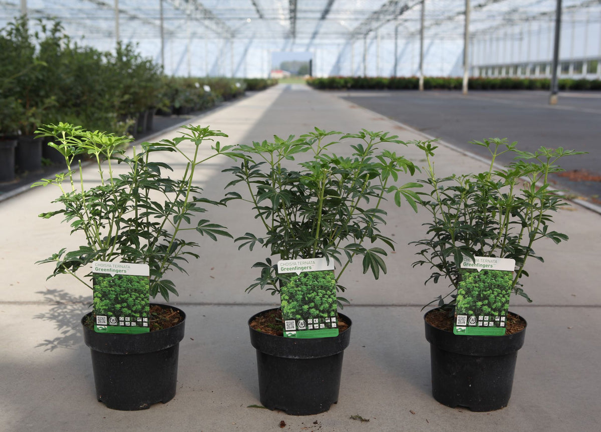 Choisya ternata GREENFINGERS (PBR)