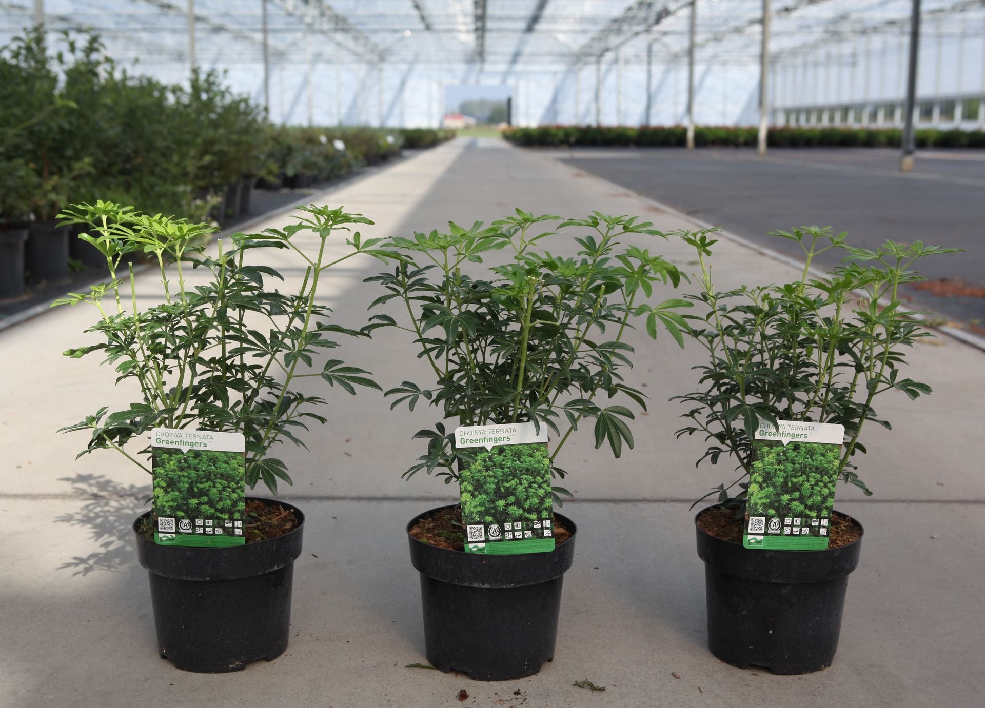 Choisya ternata GREENFINGERS (PBR)