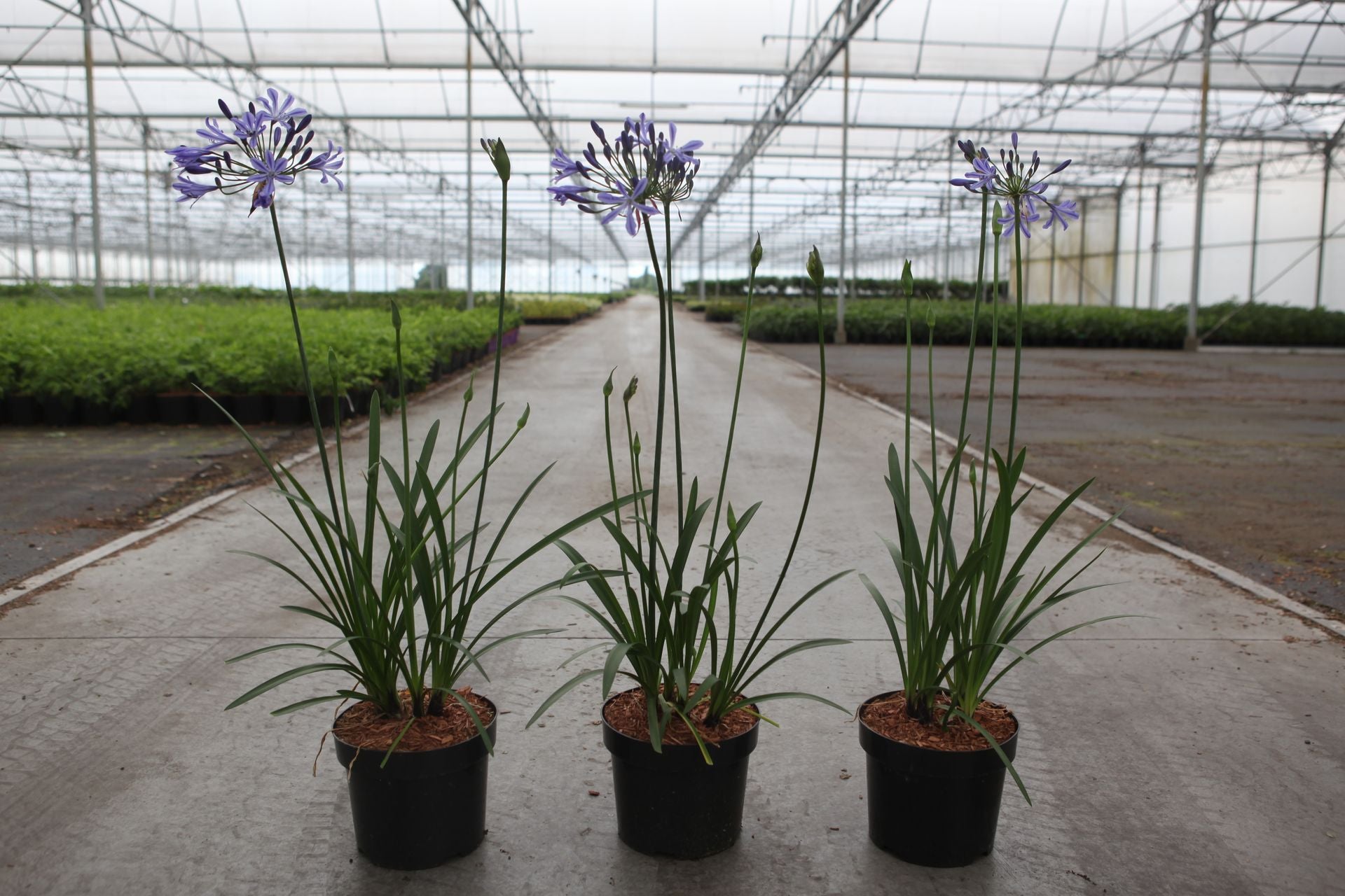 Agapanthus 'Su Casa' (PBR)