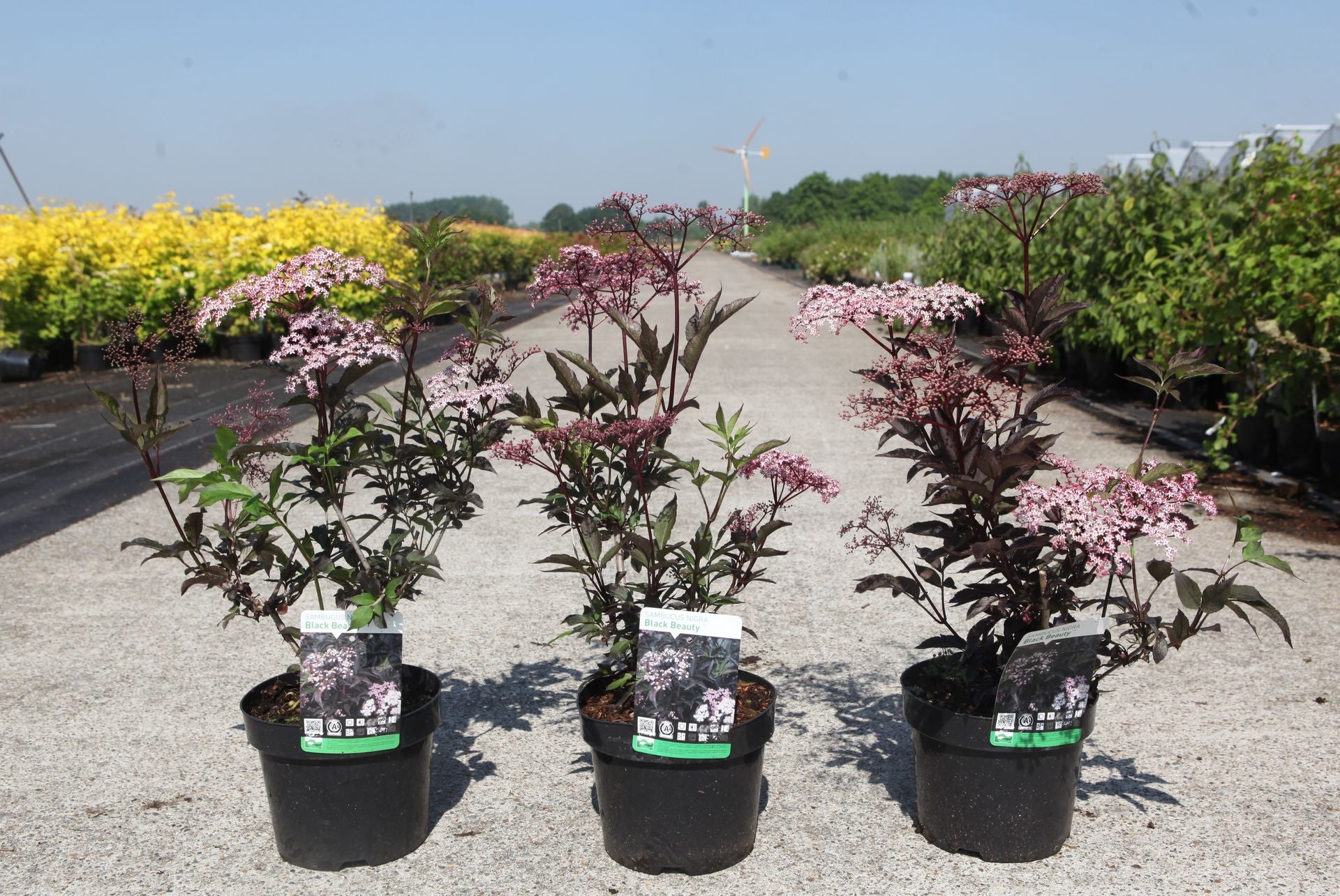 Sambucus nigra BLACK BEAUTY (PBR)