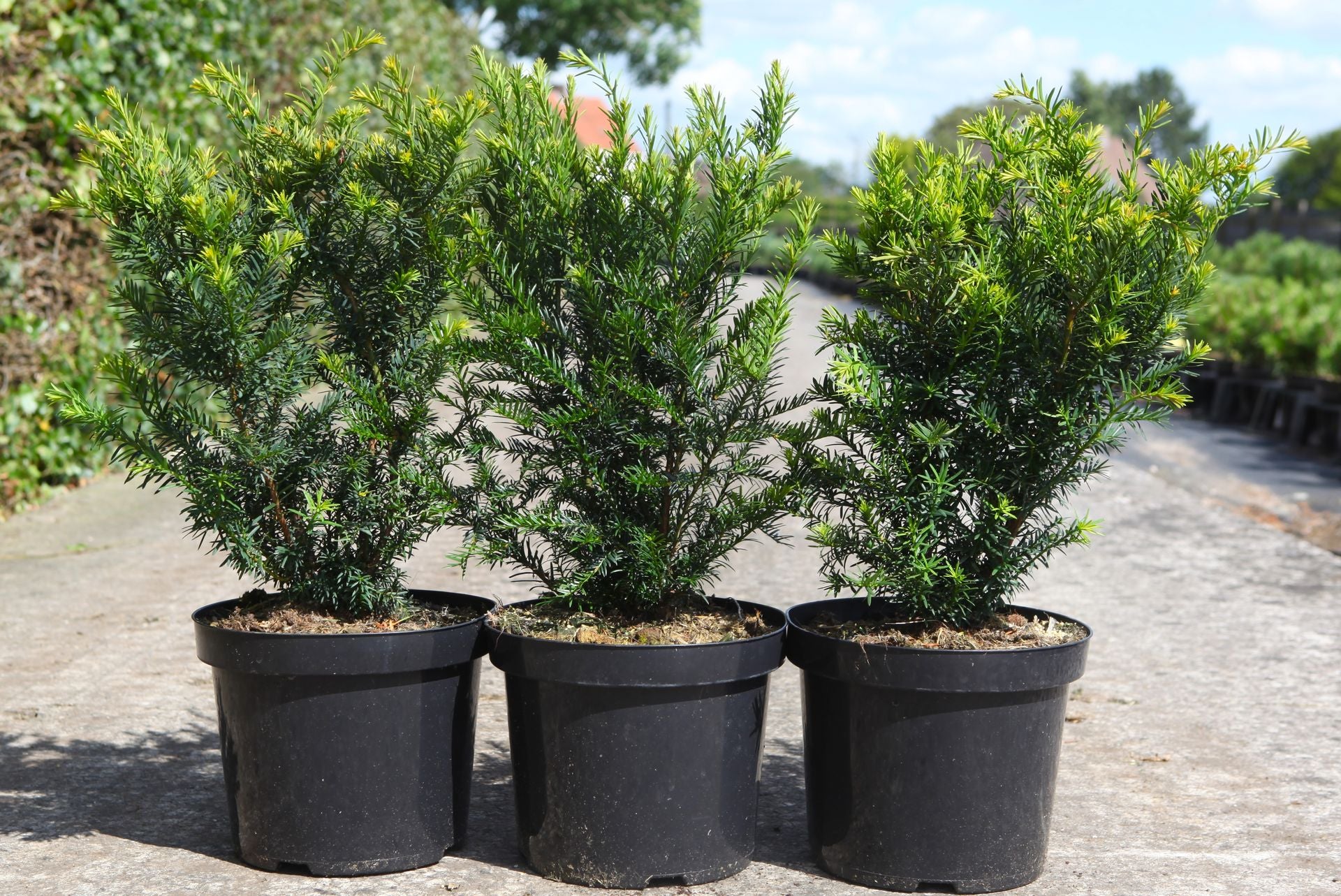 Taxus media 'Farmen'