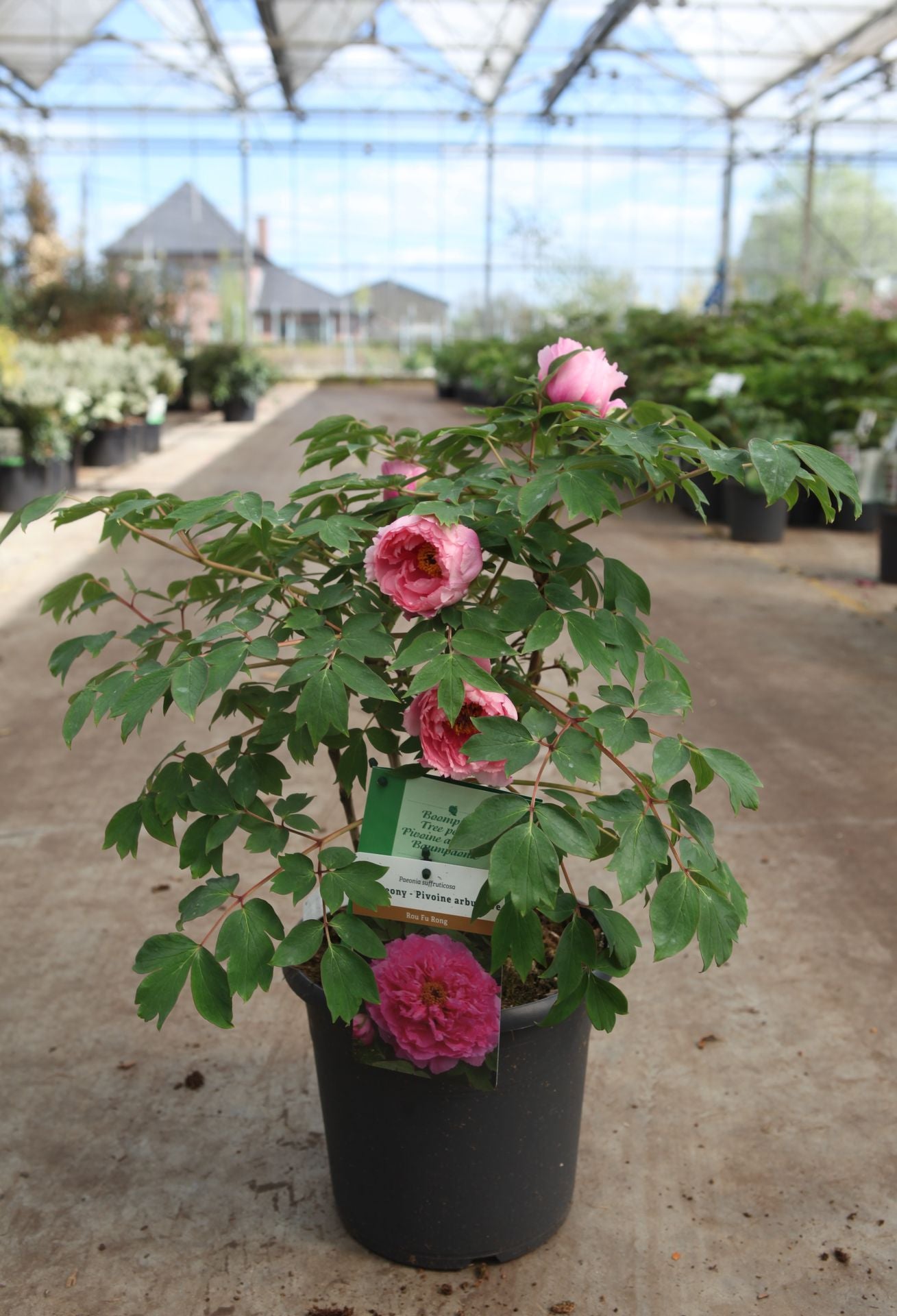 Paeonia suffruticosa 'Rou Fu Rong'