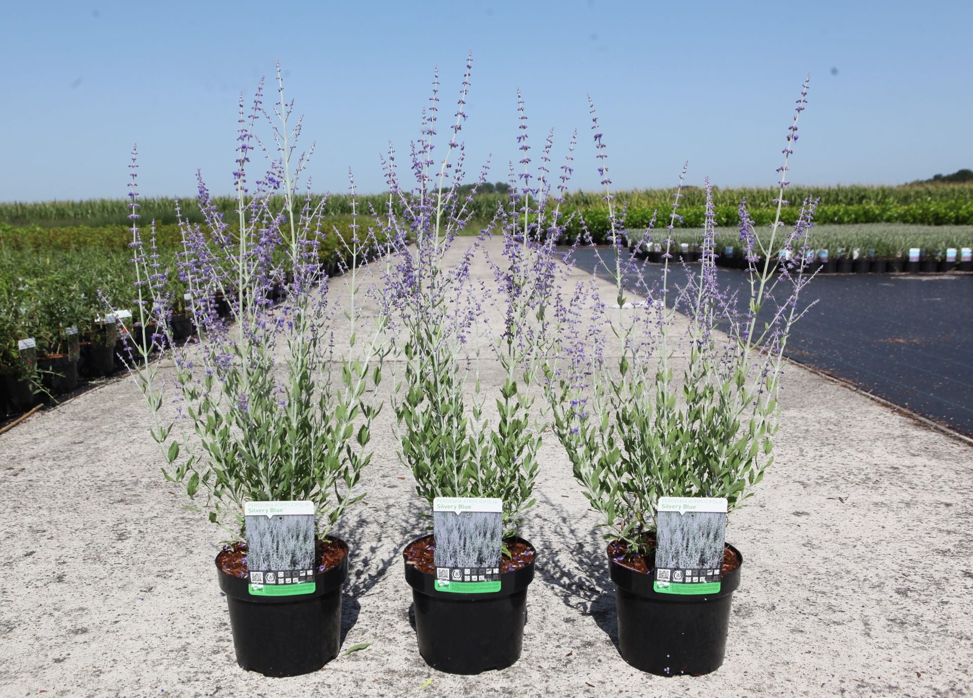 Perovskia atriplicifolia SILVERY BLUE (PBR)