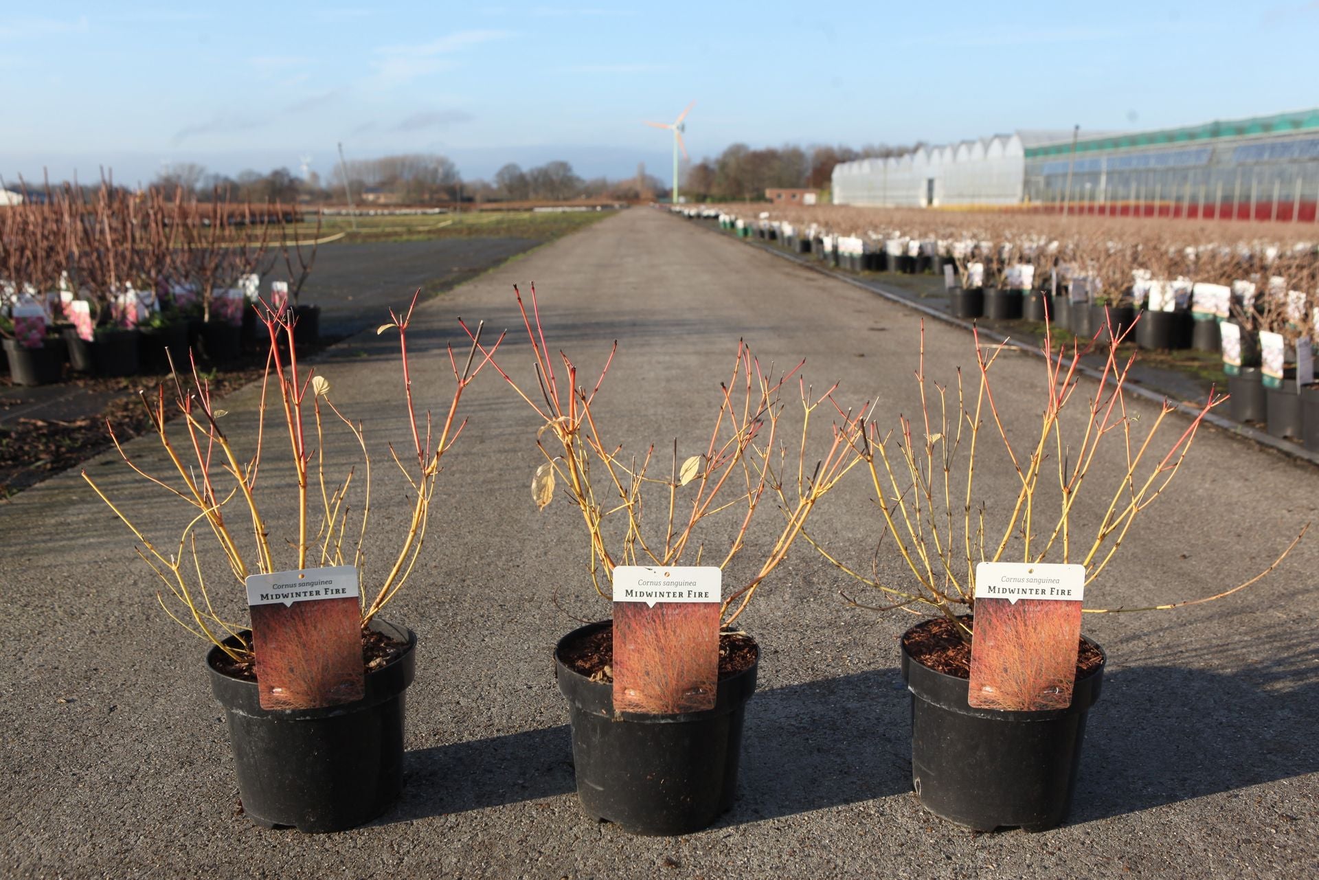 Cornus sanguinea 'Midwinter Fire'