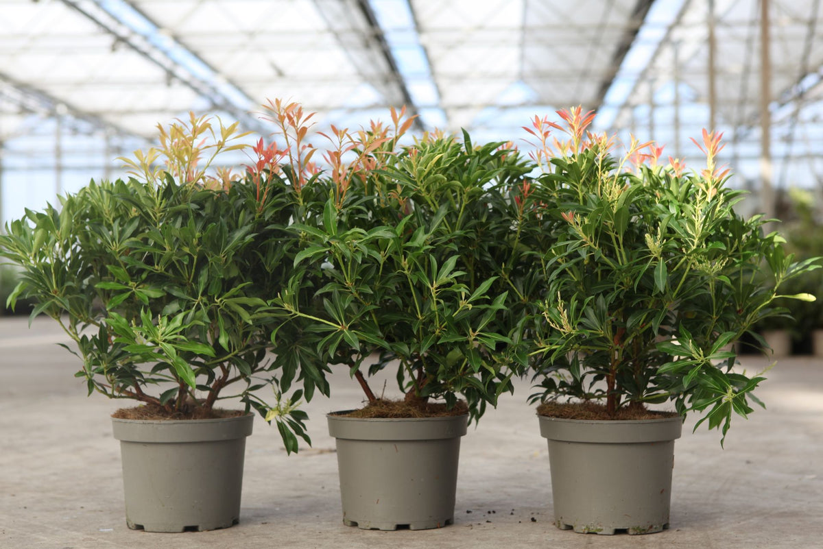 Pieris 'Forest Flame'