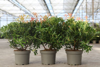 Pieris 'Forest Flame'