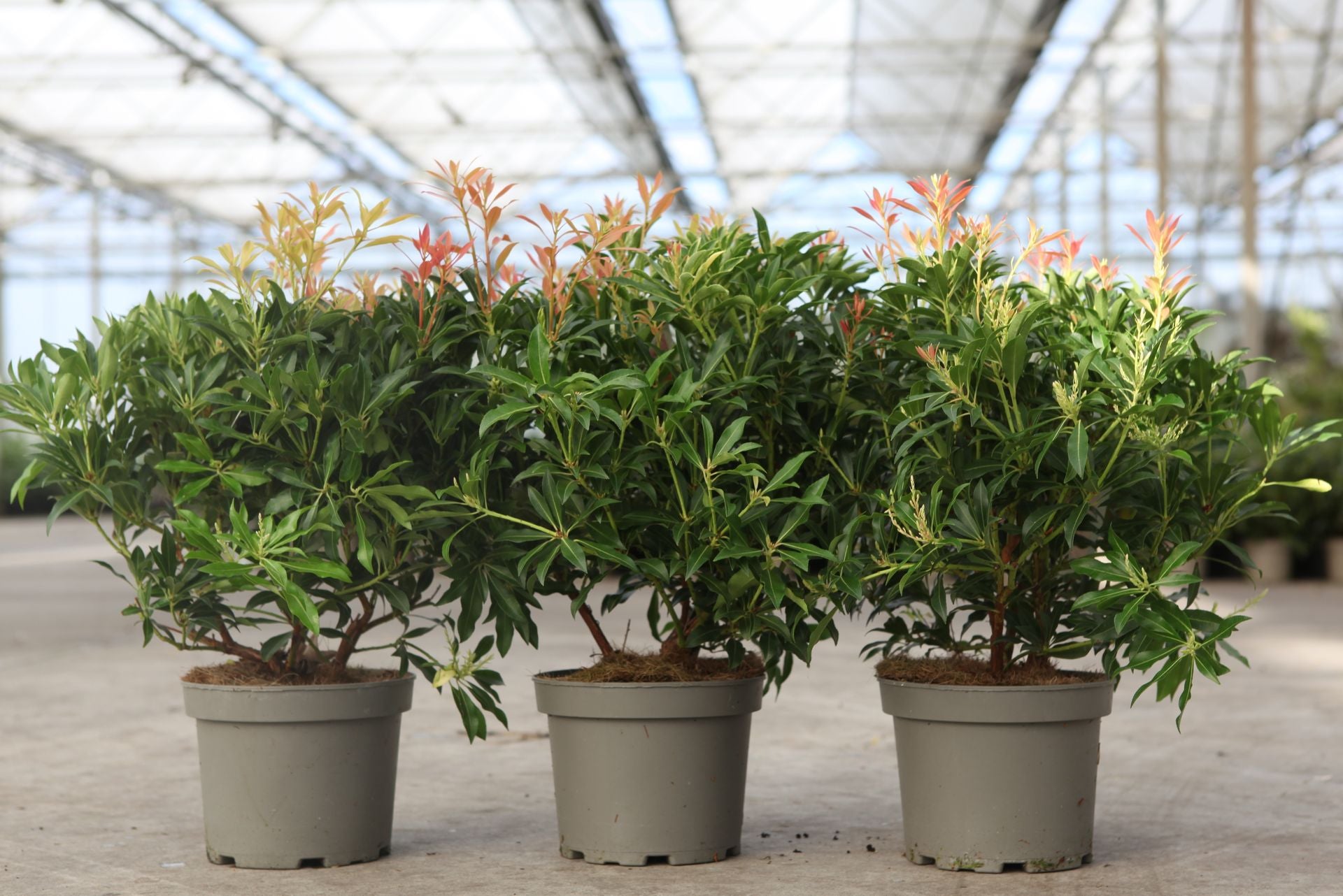 Pieris 'Forest Flame'