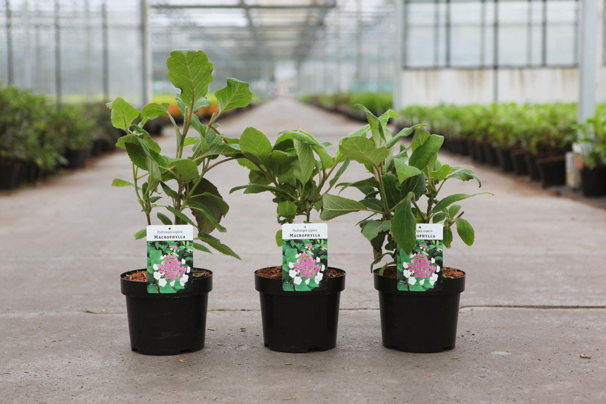 Hydrangea aspera ‘Macrophylla’ lacecap hydrangea plants in pots with large textured green leaves in nursery