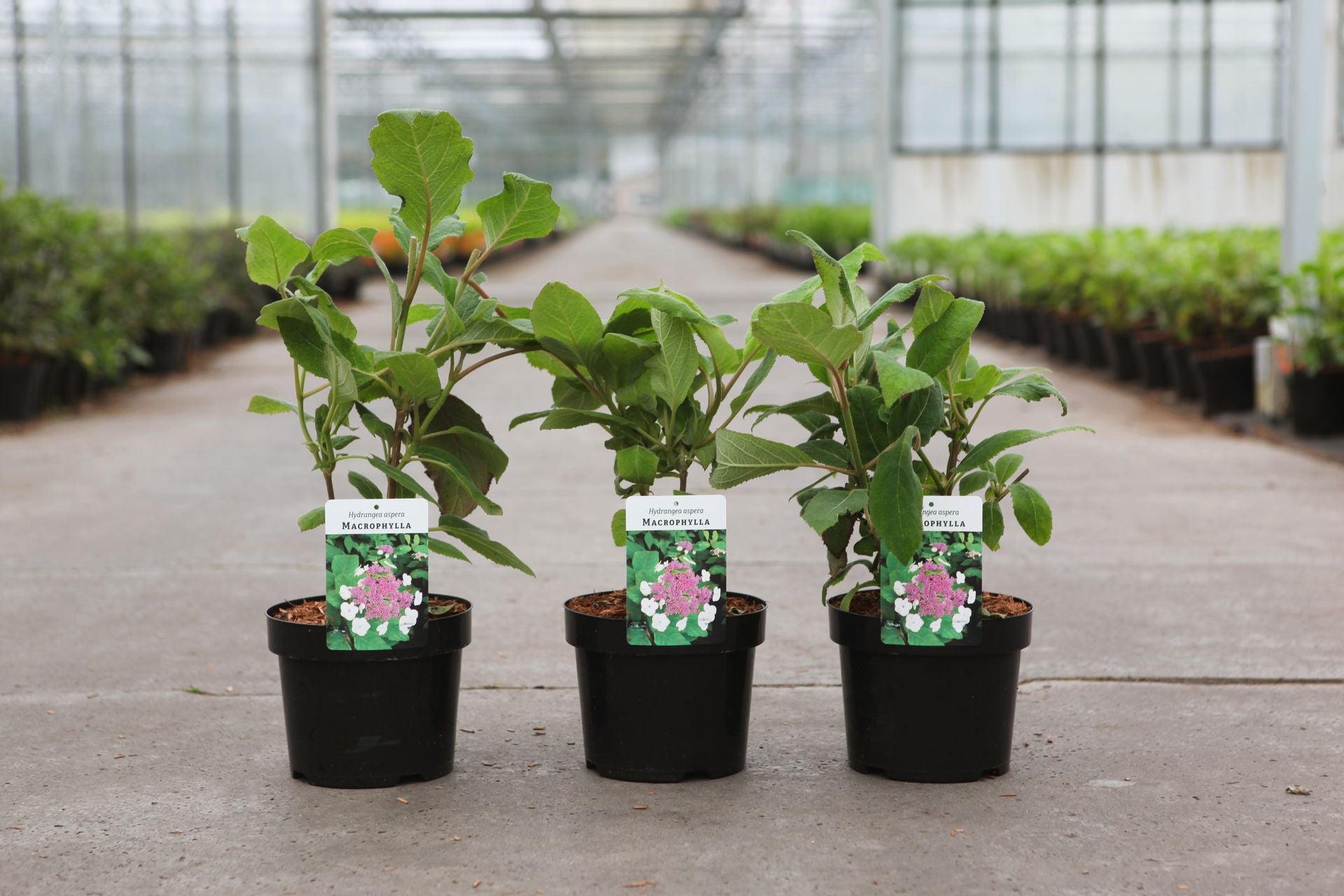 Hydrangea aspera ‘Macrophylla’ lacecap hydrangea plants in pots with large textured green leaves in nursery
