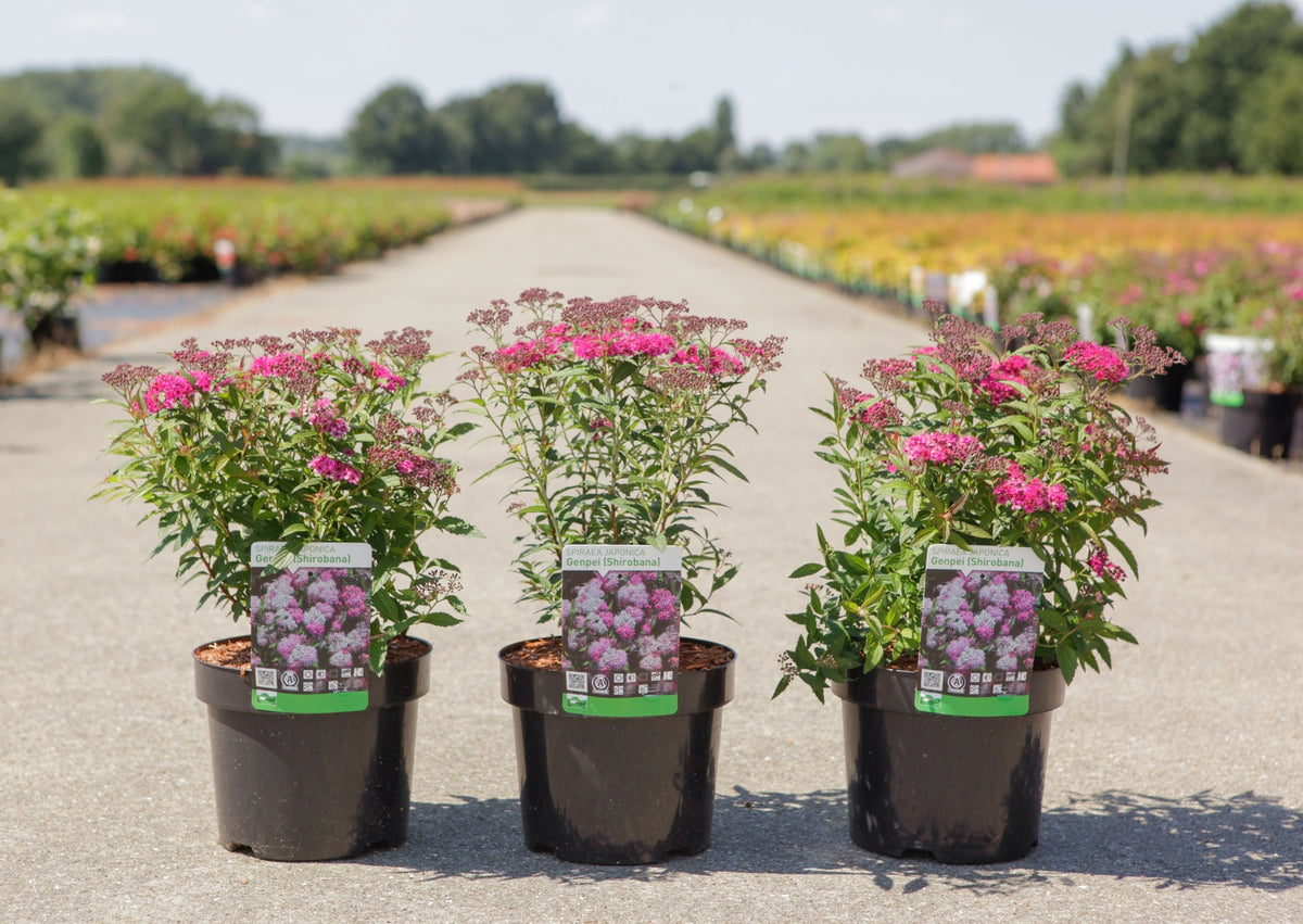 Spiraea japonica 'Genpei (Shirobana)'