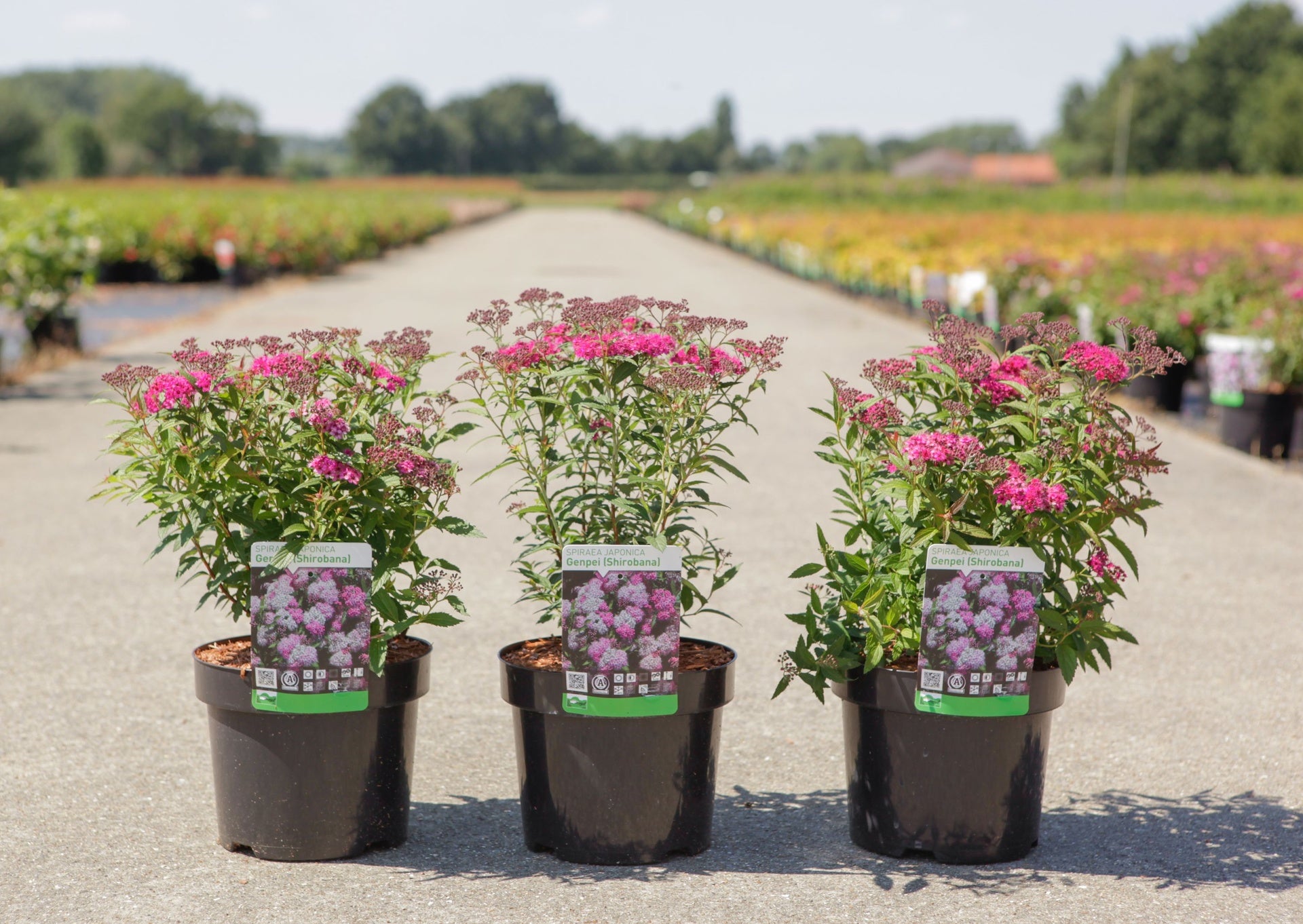 Spiraea japonica 'Genpei (Shirobana)'