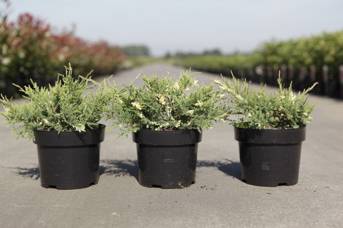 Juniperus pfitzeriana 'White Splash'