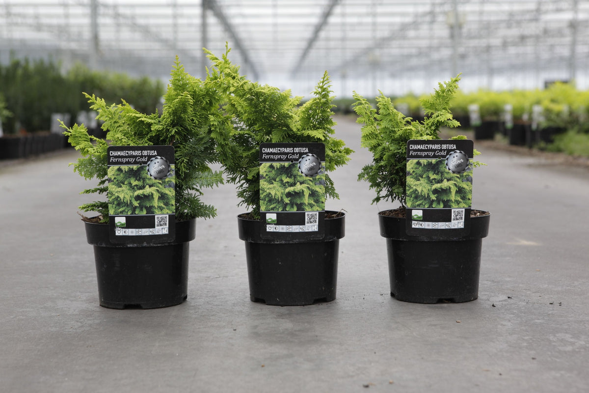 Chamaecyparis obtusa 'Fernspray Gold'