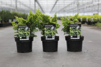Chamaecyparis obtusa 'Fernspray Gold'