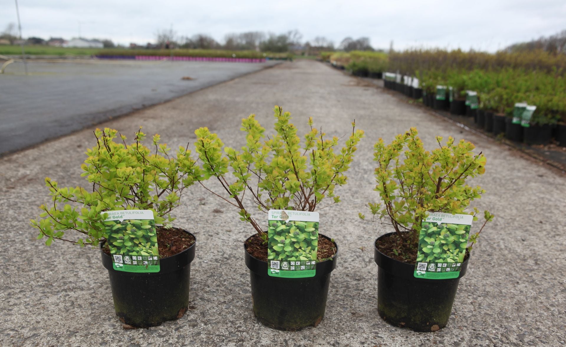Spiraea betulifolia 'Tor Gold' (PBR)