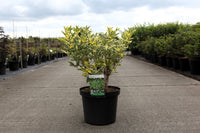 Sambucus nigra 'Madonna'