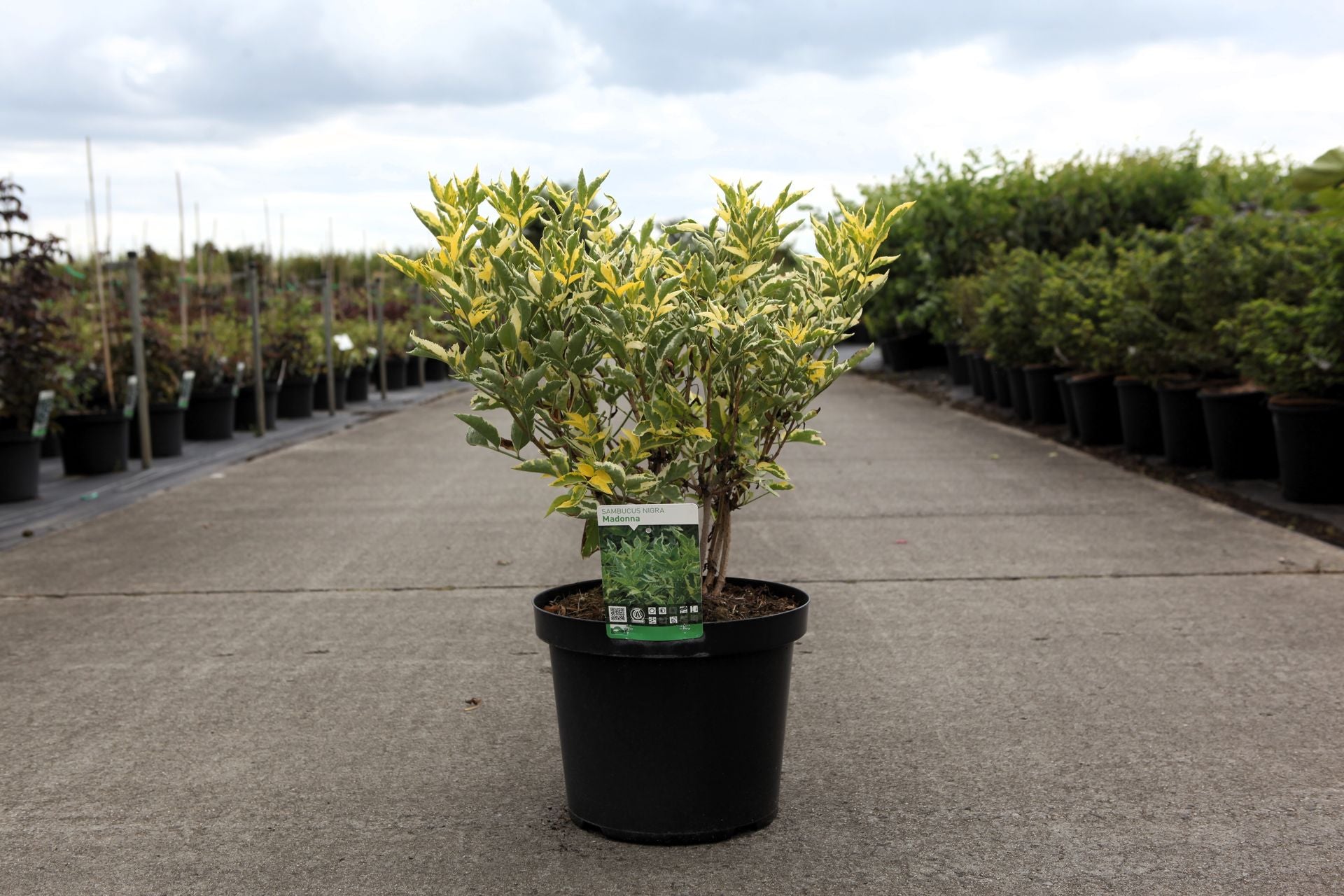 Sambucus nigra 'Madonna'